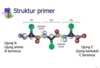 Ilustrasi struktur Primer, (Foto: int.)