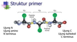 Ilustrasi struktur Primer, (Foto: int.)