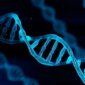 Ilustrasi bentuk DNA dalam tubuh manusia, (Foto: int)