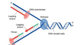 Ilustrasi Replikasi DNA, (Foto: Int)