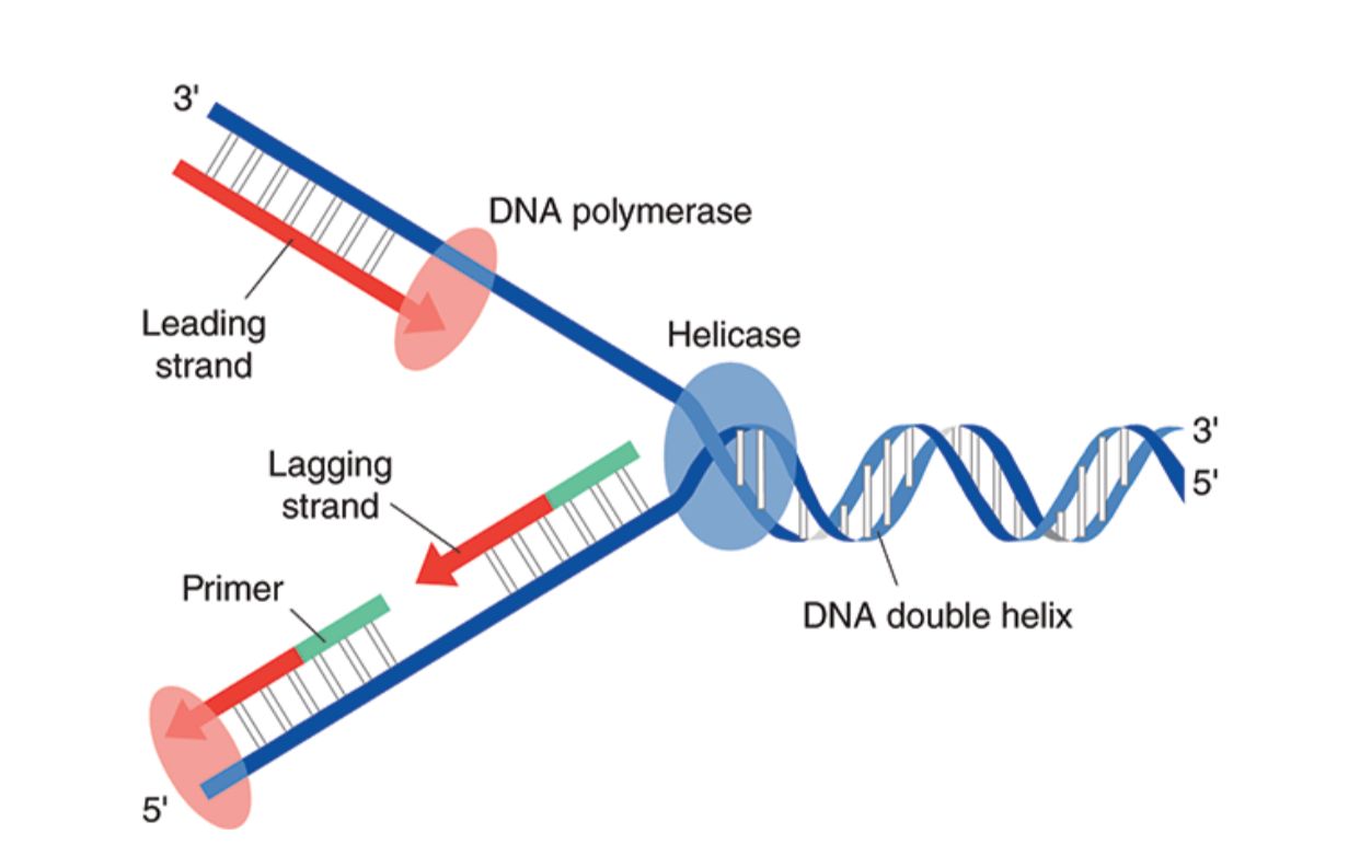 Ilustrasi Replikasi DNA, (Foto: Int)