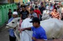 Masyarakat Melakukan Proses Penyembelihan Hewan Kurban, (Foto: Int.)