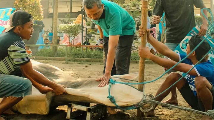 Proses penyembelihan hewan kurban di hari raya Idul Adha, (Foto: Int.)