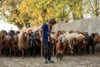 Potret Anak sedang Menggembala Kambing, (Foto: Int.)