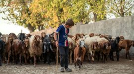 Potret Anak sedang Menggembala Kambing, (Foto: Int.)