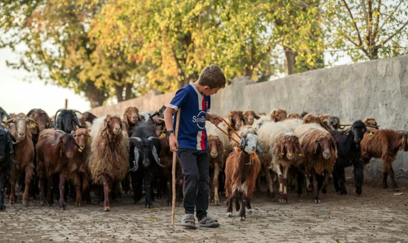 Potret Anak sedang Menggembala Kambing, (Foto: Int.)