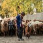 Potret Anak sedang Menggembala Kambing, (Foto: Int.)