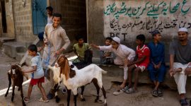 Potret Anak sedang Main Bersama Kambing, (Foto: Int.)