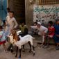 Potret Anak sedang Main Bersama Kambing, (Foto: Int.)